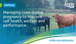 Webinar: Managing cows during pregnancy to manage calf health, welfare and performance